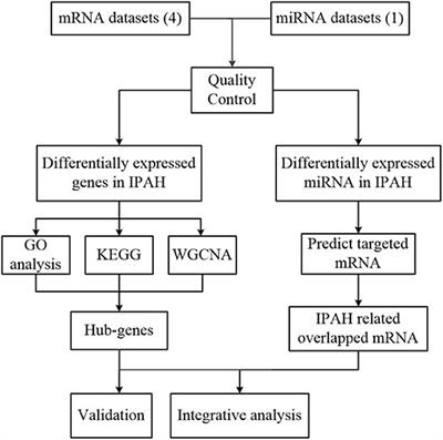 Essential Genes and MiRNA–mRNA Network Contributing to the Pathogenesis of Idiopathic Pulmonary Arterial Hypertension